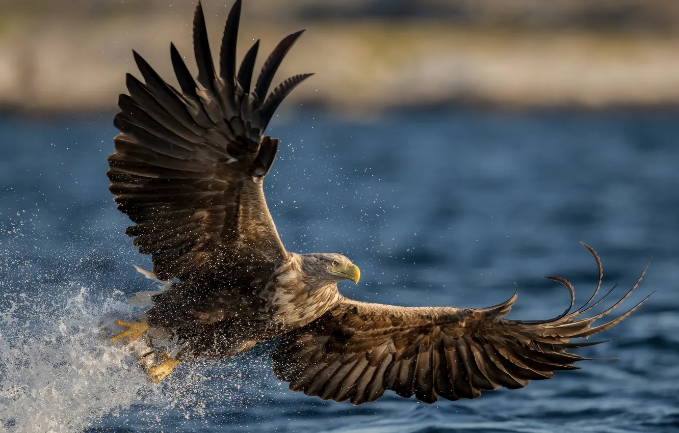 Photo wallpaper Eagle, flying, bird, animal