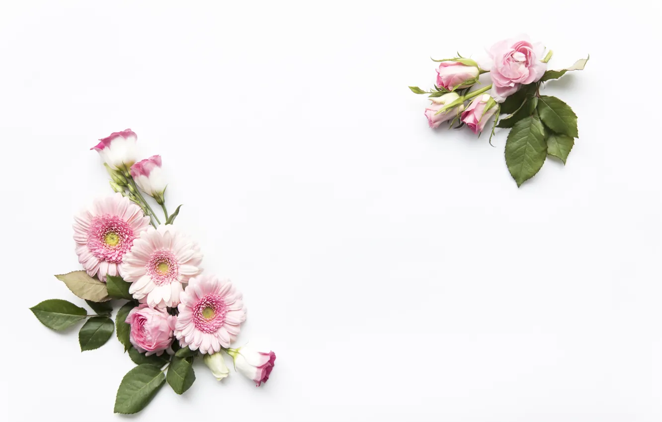Photo wallpaper flowers, Pink, white background, flower, Rose, leaves, Decor