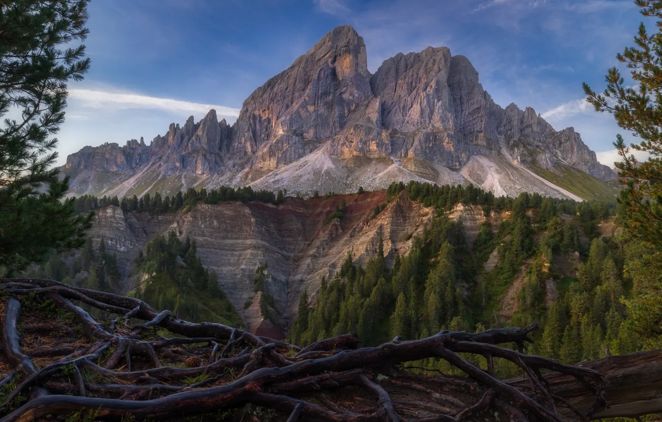 Photo wallpaper forest, mountains, rocks, view, height, snag