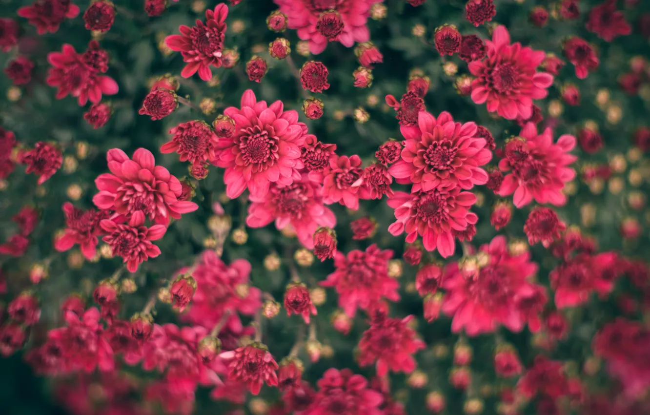 Photo wallpaper macro, chrysanthemum, a lot, bokeh, buds