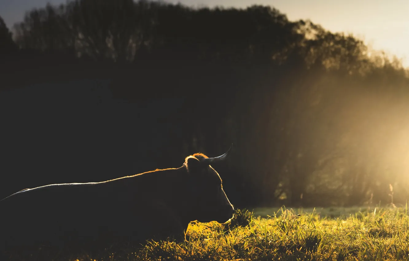 Photo wallpaper fog, morning, cows