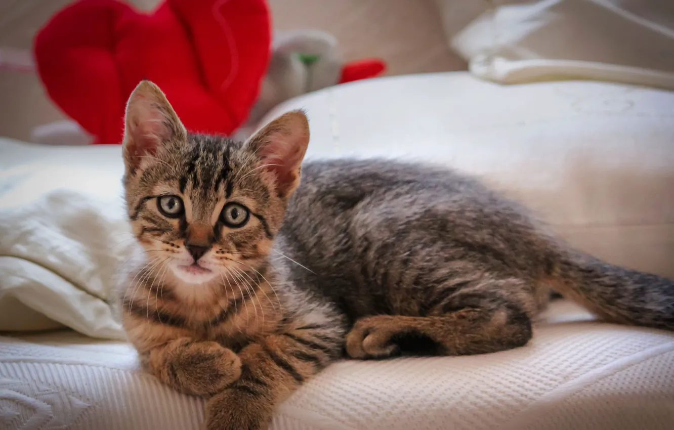 Photo wallpaper cat, look, legs, muzzle, kitty
