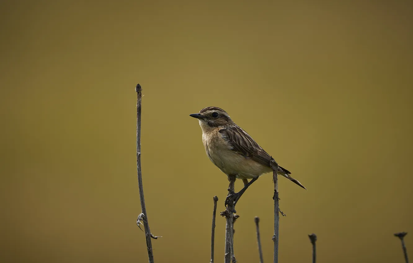Photo wallpaper bokeh, whinchat, sitting on a branch, little bird, Lazhansky Rufat