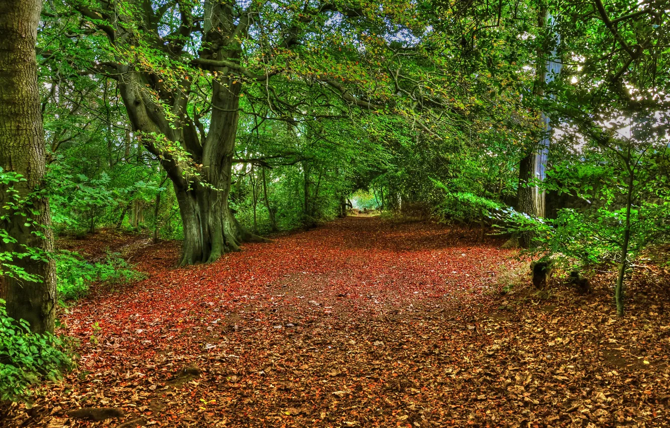 Photo wallpaper road, autumn, forest, leaves, trees, Park, alley