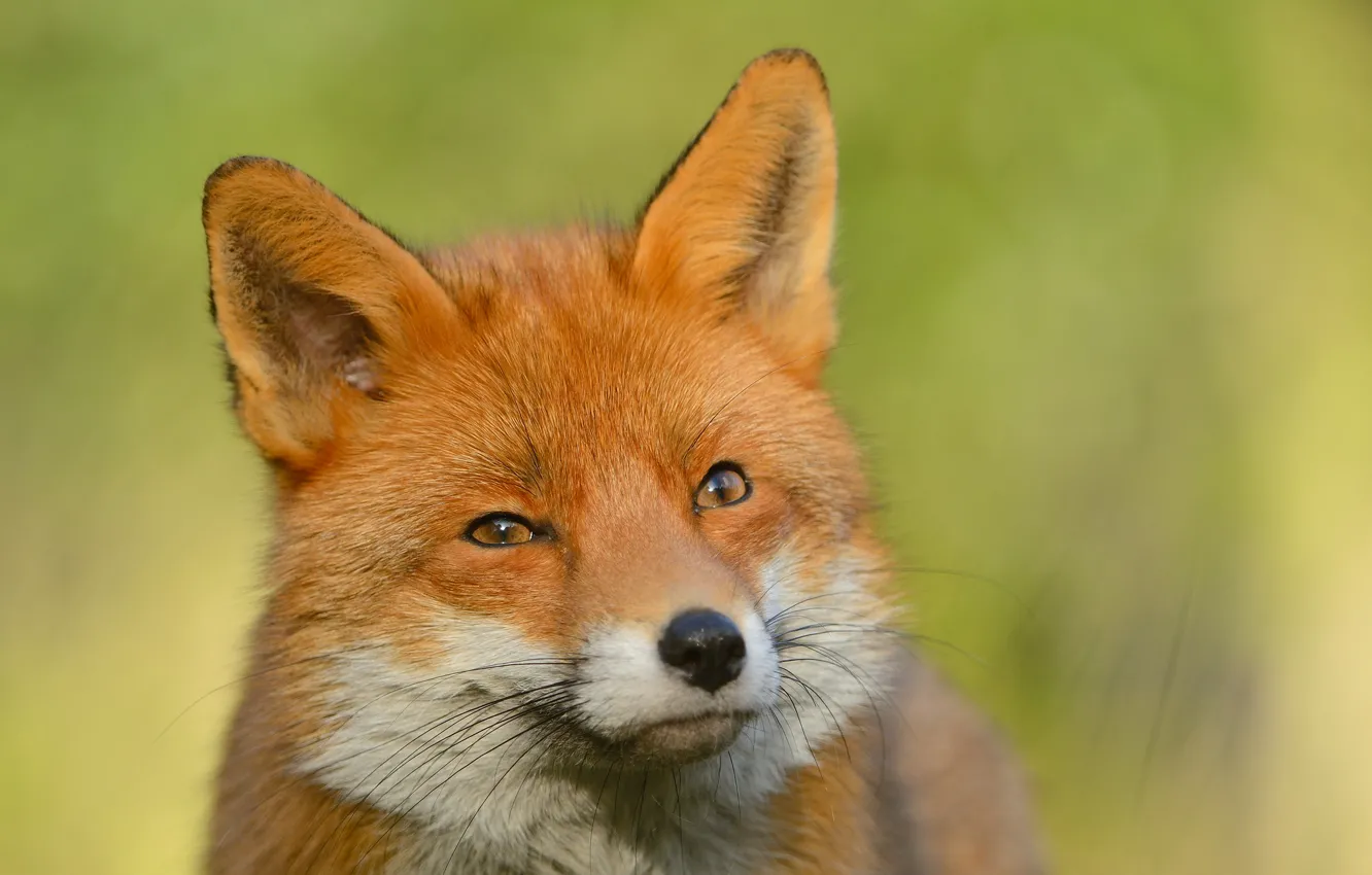 Photo wallpaper look, Fox, Fox, looks