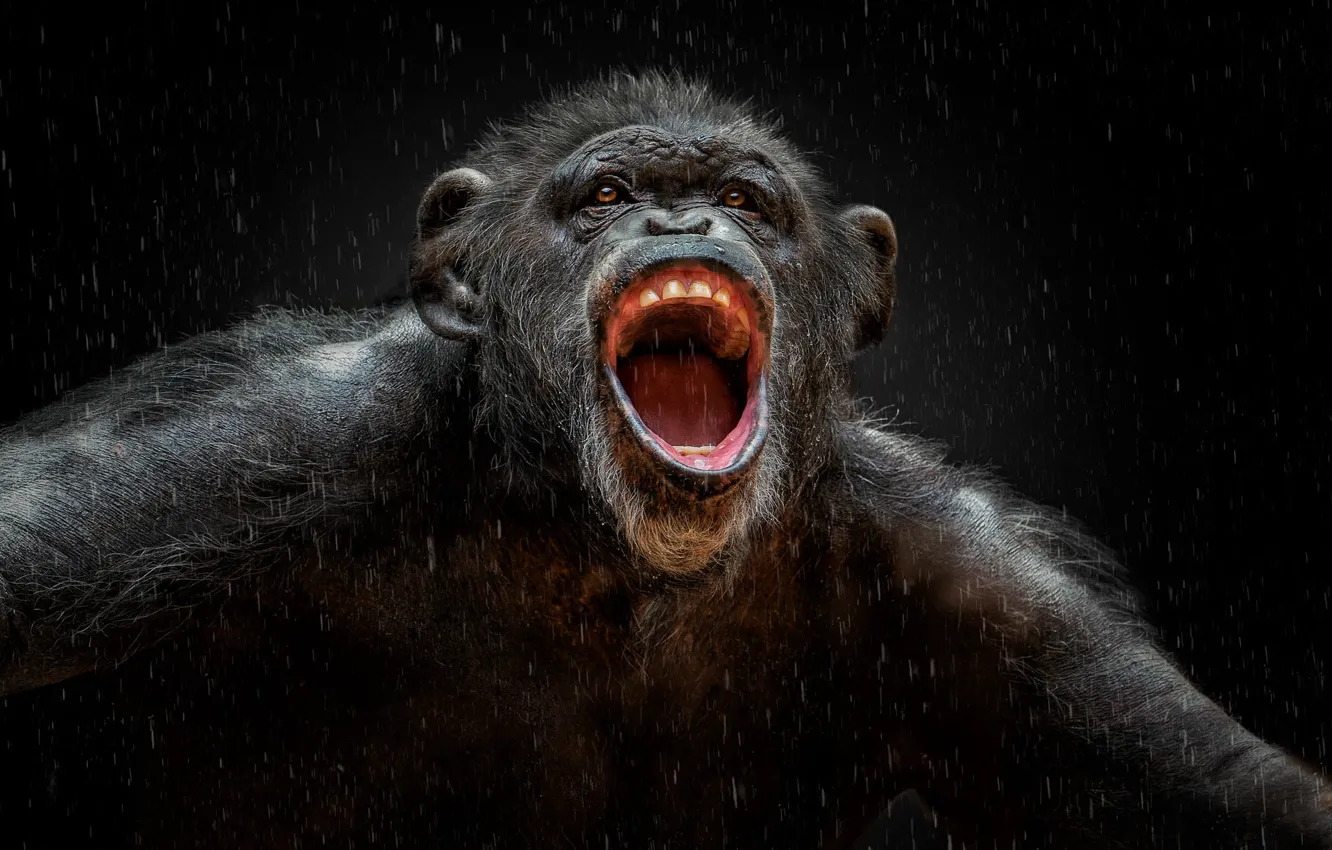 Photo wallpaper look, face, rain, portrait, teeth, monkey, mouth, black background