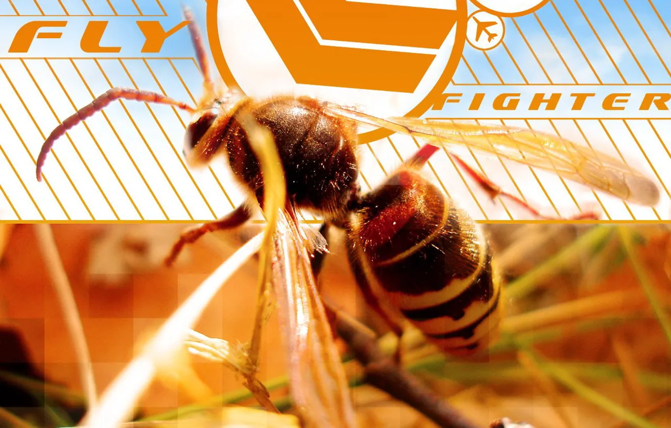 Photo wallpaper line, bee, squares