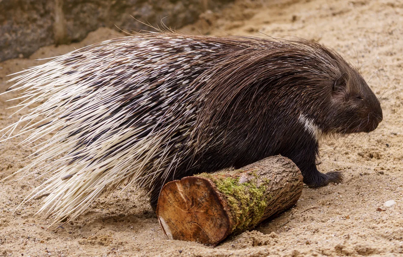 Photo wallpaper sand, face, needles, barbed, needle, barb, beast, log