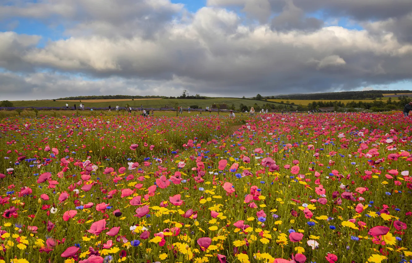 Photo wallpaper field, summer, the sky, flowers, Maki, poppy field