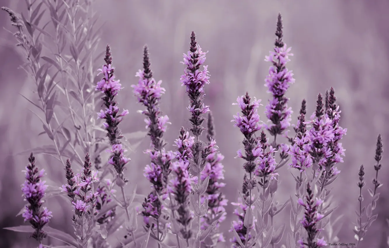 Photo wallpaper field, flowers, meadow, lavender