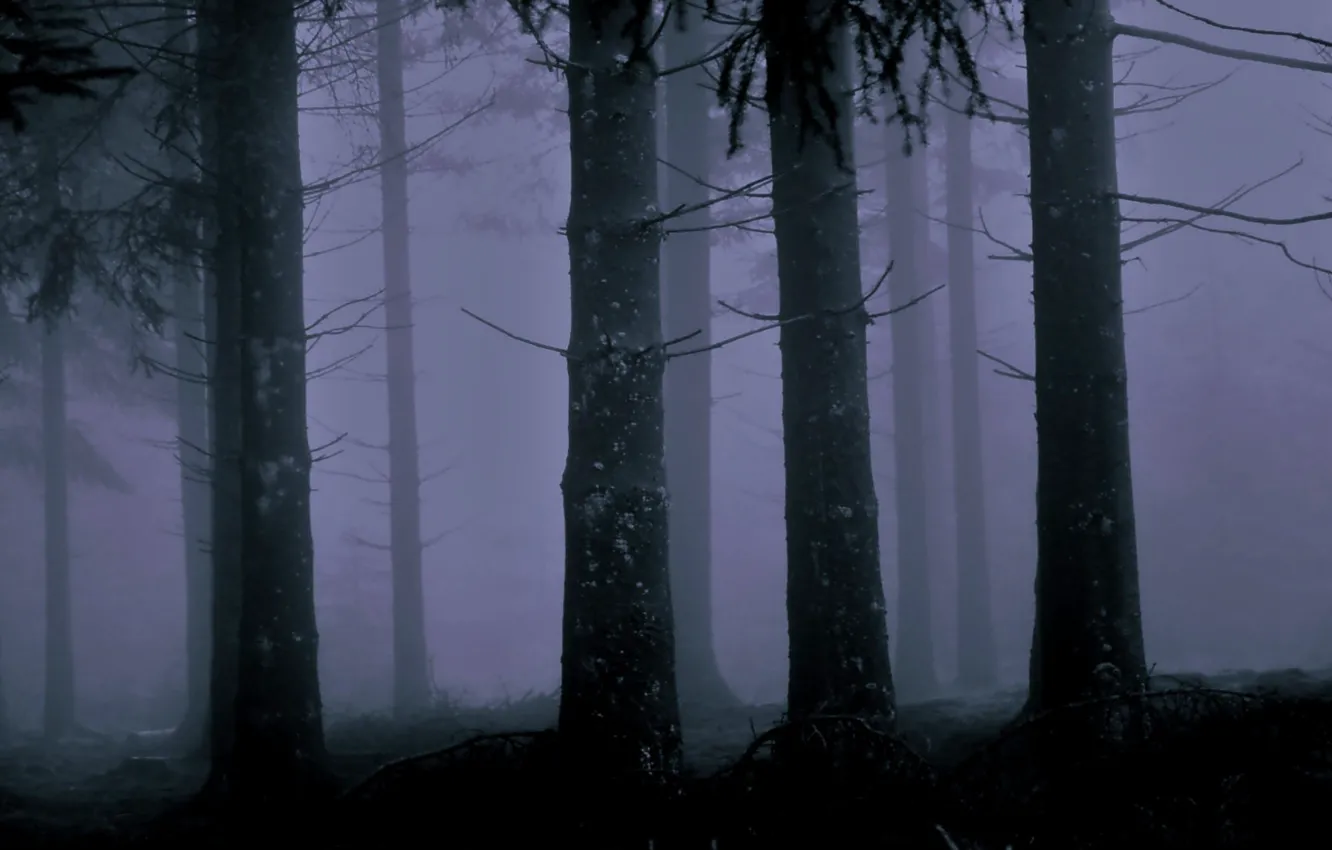 Photo wallpaper forest, trees, night, nature, fog