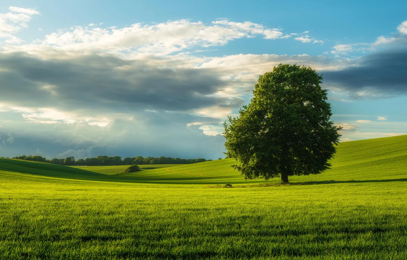 Photo wallpaper field, grass, trees, clouds, nature