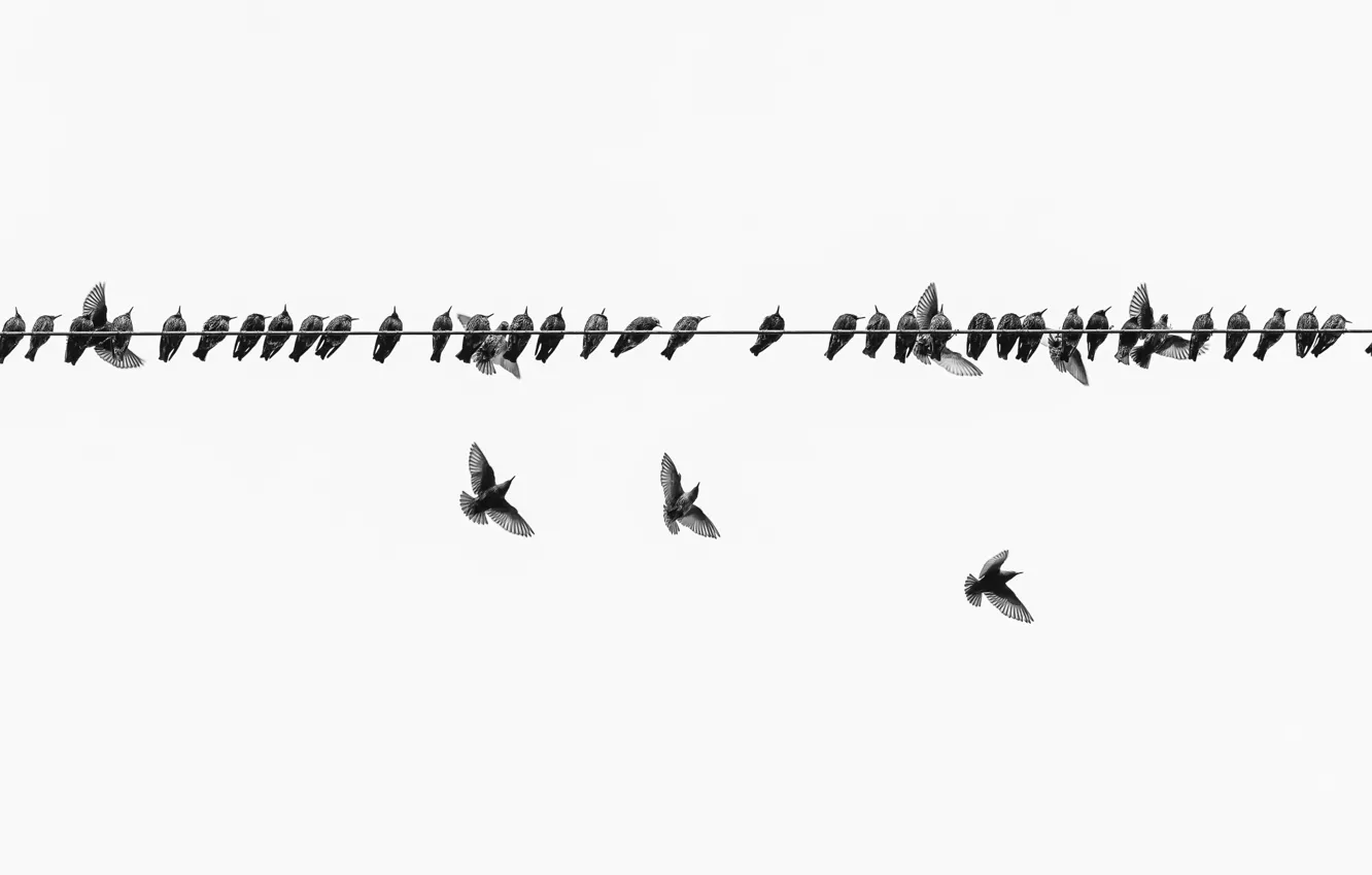 Photo wallpaper nature, bird, wire