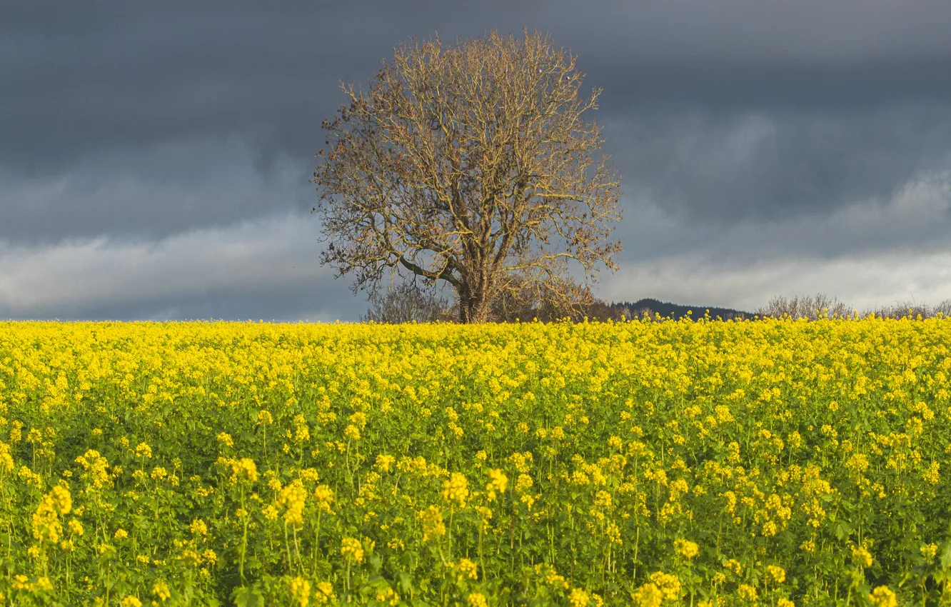 Photo wallpaper trees, rape, rapeseed field