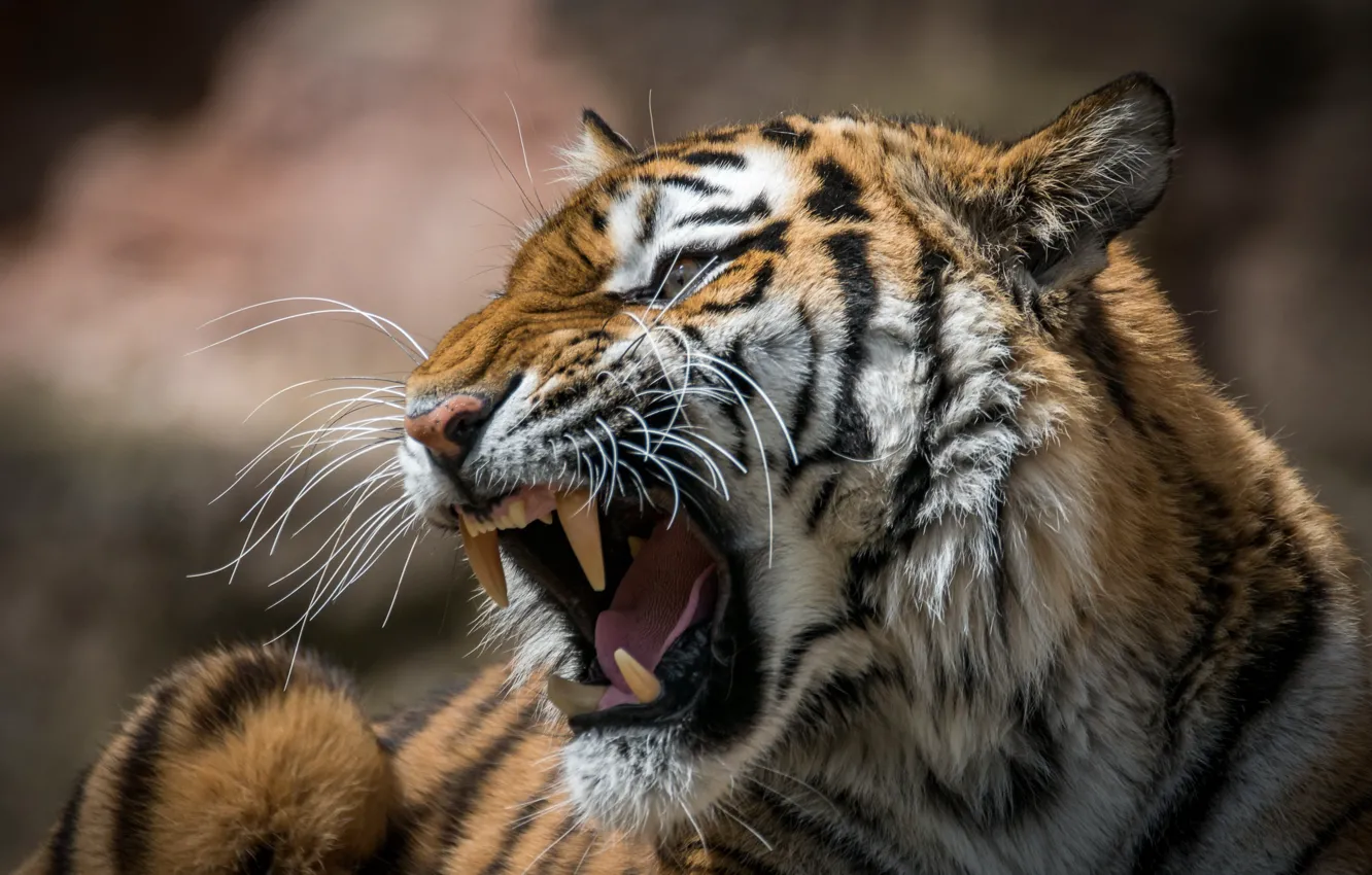 Photo wallpaper tiger, mouth, roar