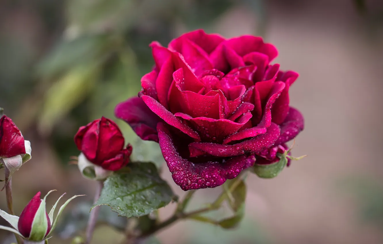 Photo wallpaper drops, flowers, red, roses, raspberry