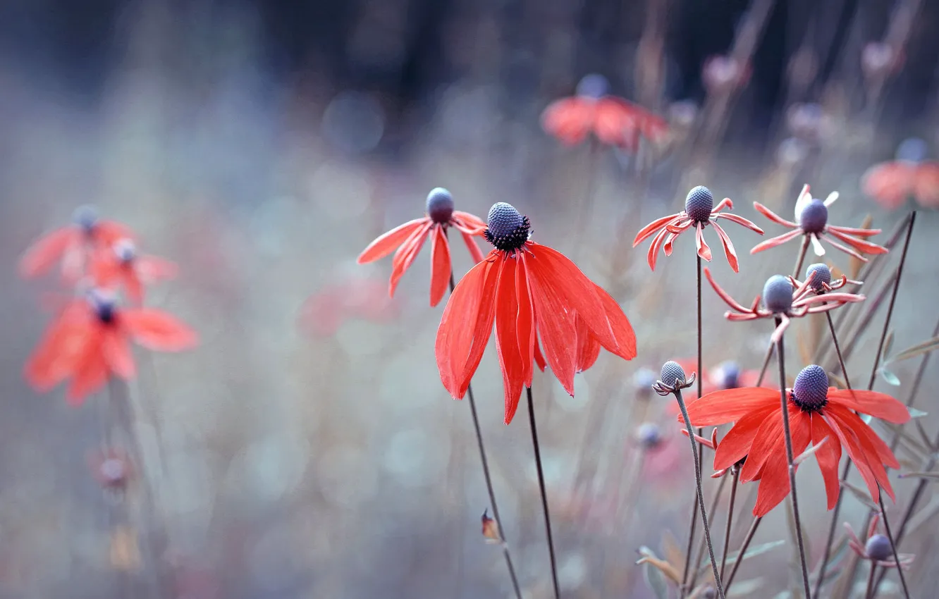 Photo wallpaper flowers, red, bokeh, rudbeckia, Echinacea