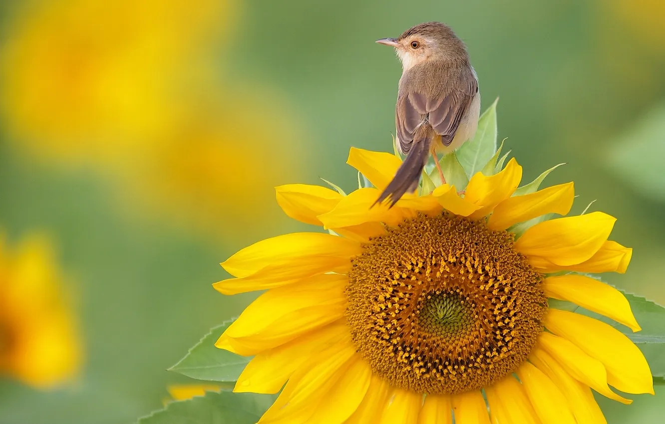 Photo wallpaper sunflowers, flowers, bird, Warbler