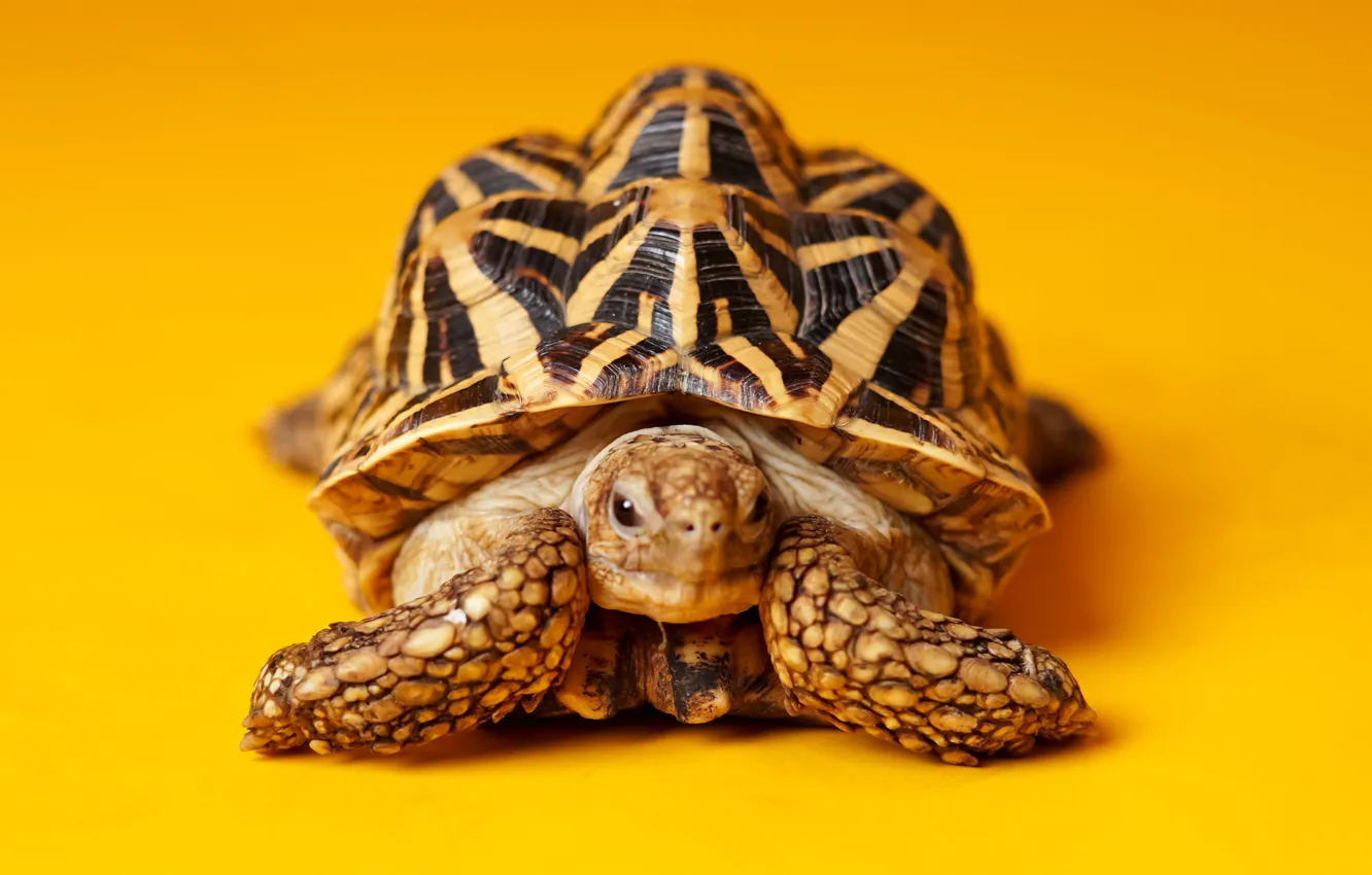 Photo wallpaper turtle, orange background, bug, land