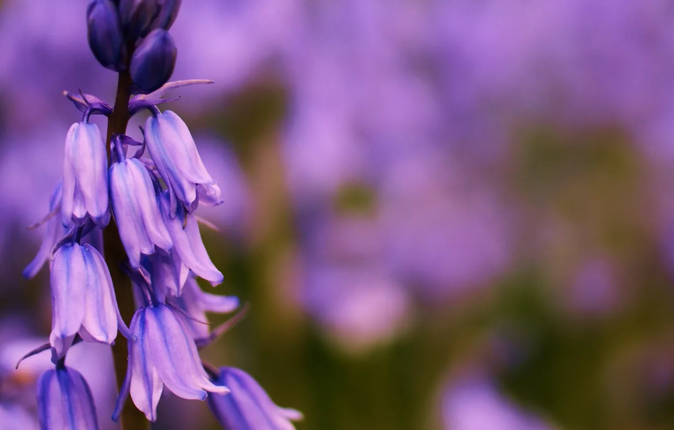 Photo wallpaper flower, summer, lilac, focus, bells, field