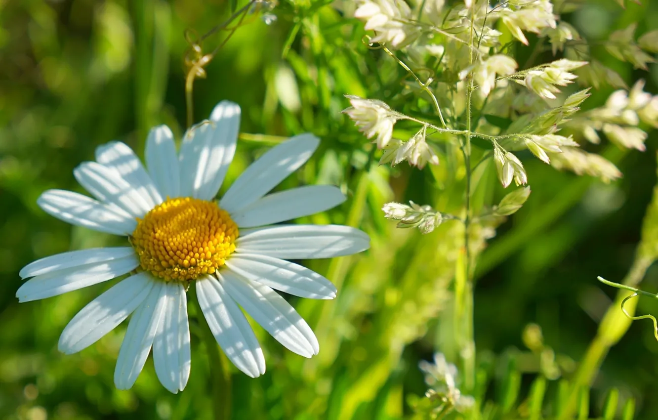 Photo wallpaper white, flower, blooming