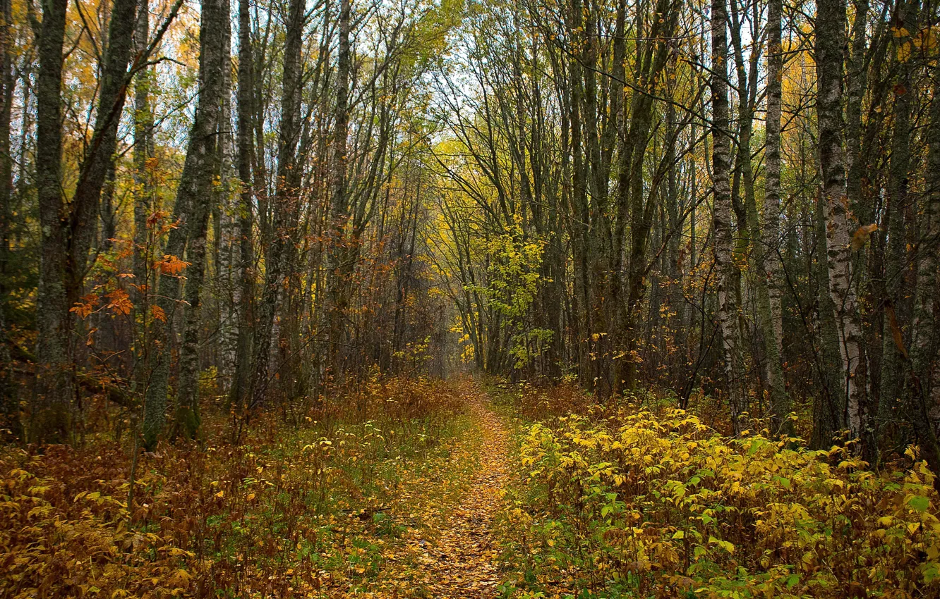Photo wallpaper autumn, forest, trees, path, soon, already, loeto, end