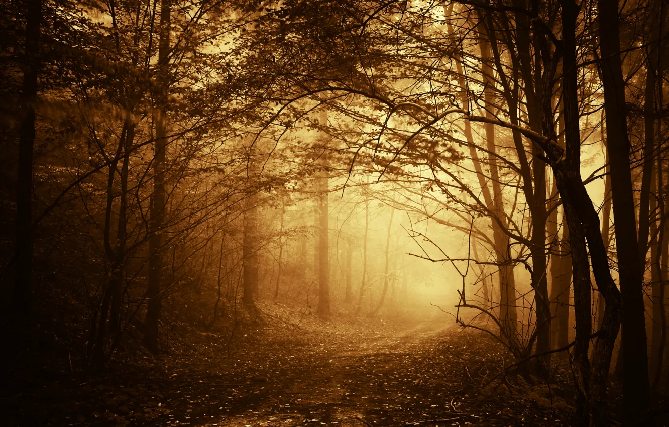 Photo wallpaper road, autumn, forest, trees, branches, fog, path