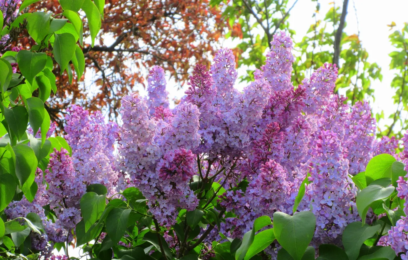 Photo wallpaper flowers, lilac, lush, spring 2018, Mamala ©