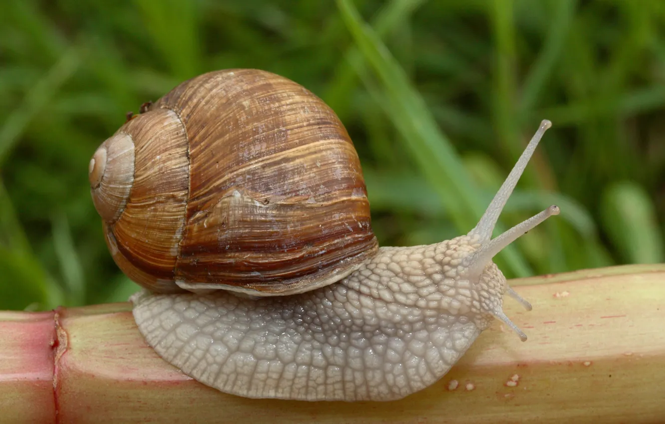 Photo wallpaper snail, stem, insect, crawling, brook