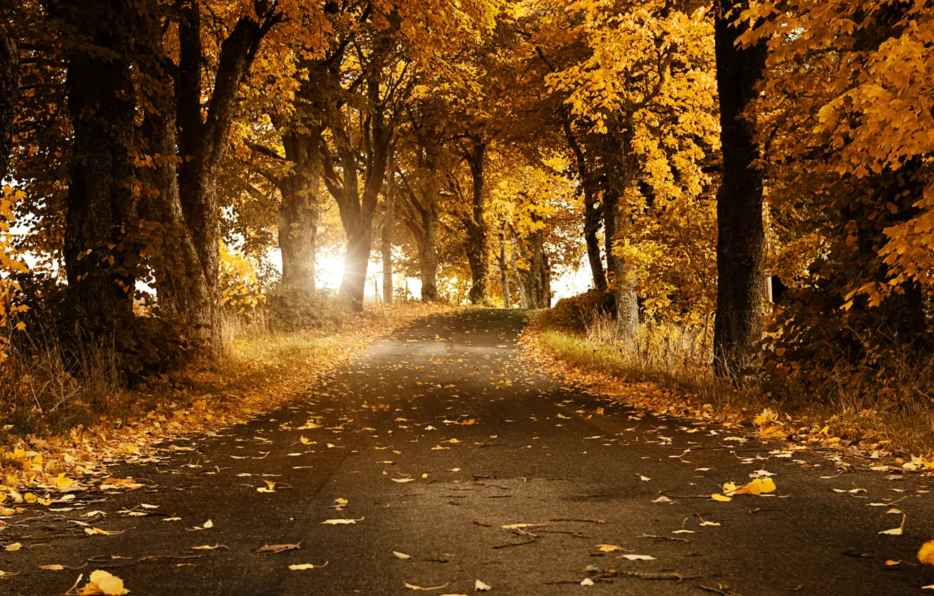 Photo wallpaper road, autumn, leaves, trees, Sweden