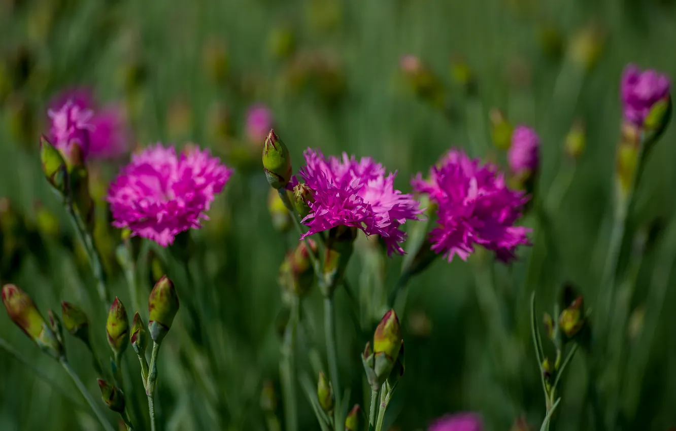 Photo wallpaper flowers, nature, flowerbed, clove
