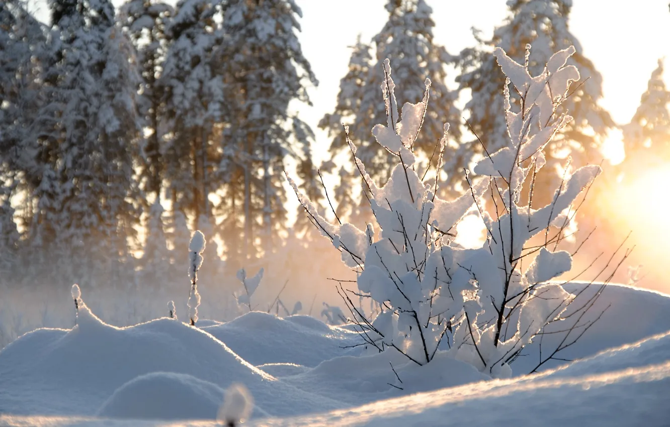 Photo wallpaper winter, the sun, snow, trees, nature, the bushes