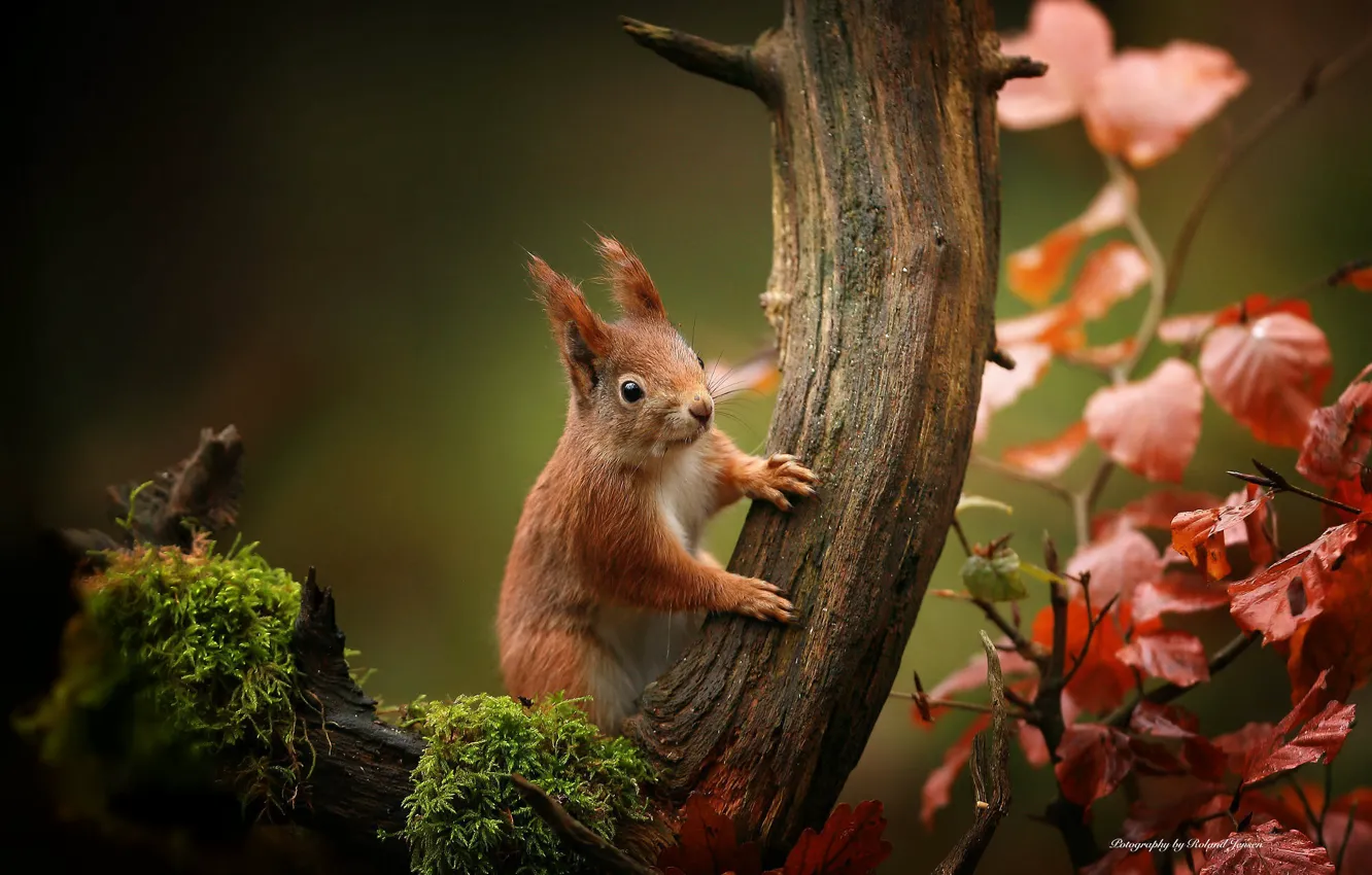 Photo wallpaper branches, moss, protein, Roland Jensen