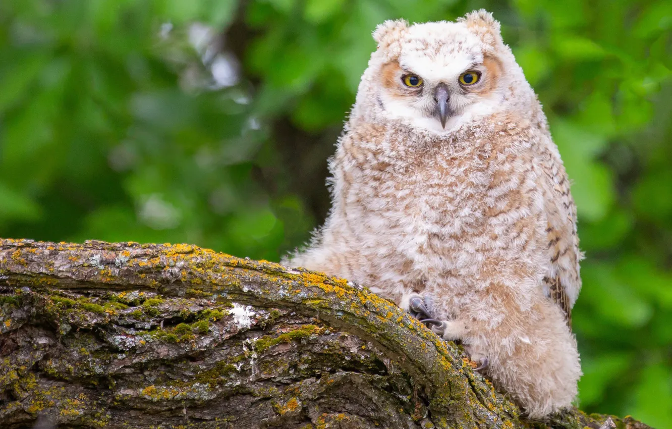 Photo wallpaper look, owl, bird, foliage, snag, bark, green background, bokeh