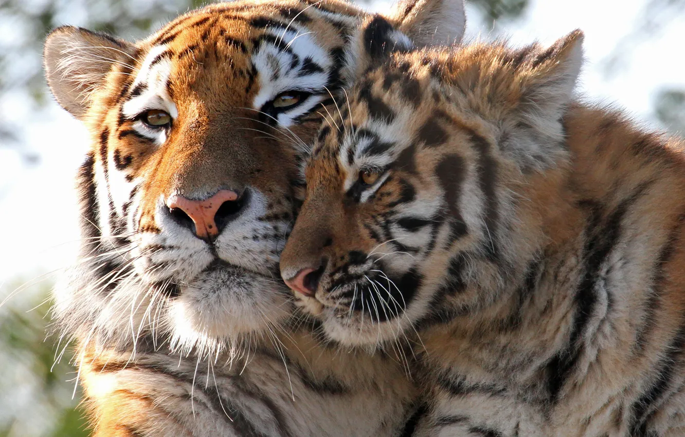 Photo wallpaper cub, kitty, wild cats, tigers, tigress, tiger, motherhood