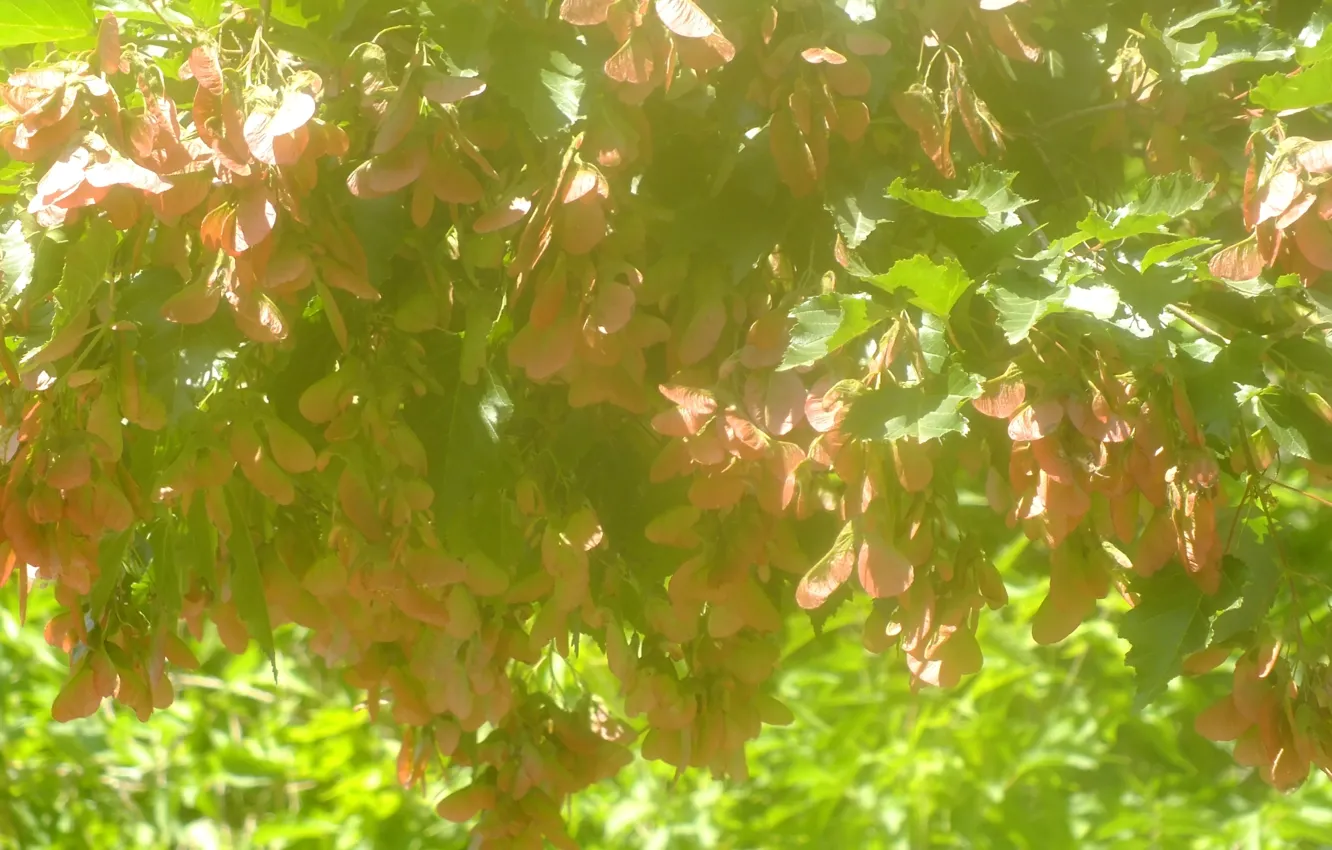 Photo wallpaper poplar, yellow, poplar seeds