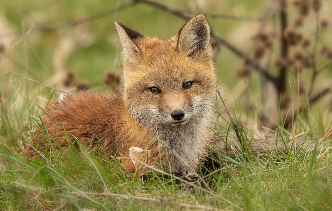 Photo wallpaper grass, look, face, pose, comfort, glade, red, Fox