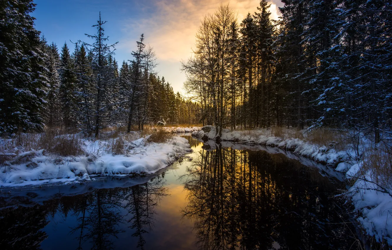 Photo wallpaper winter, forest, river, morning