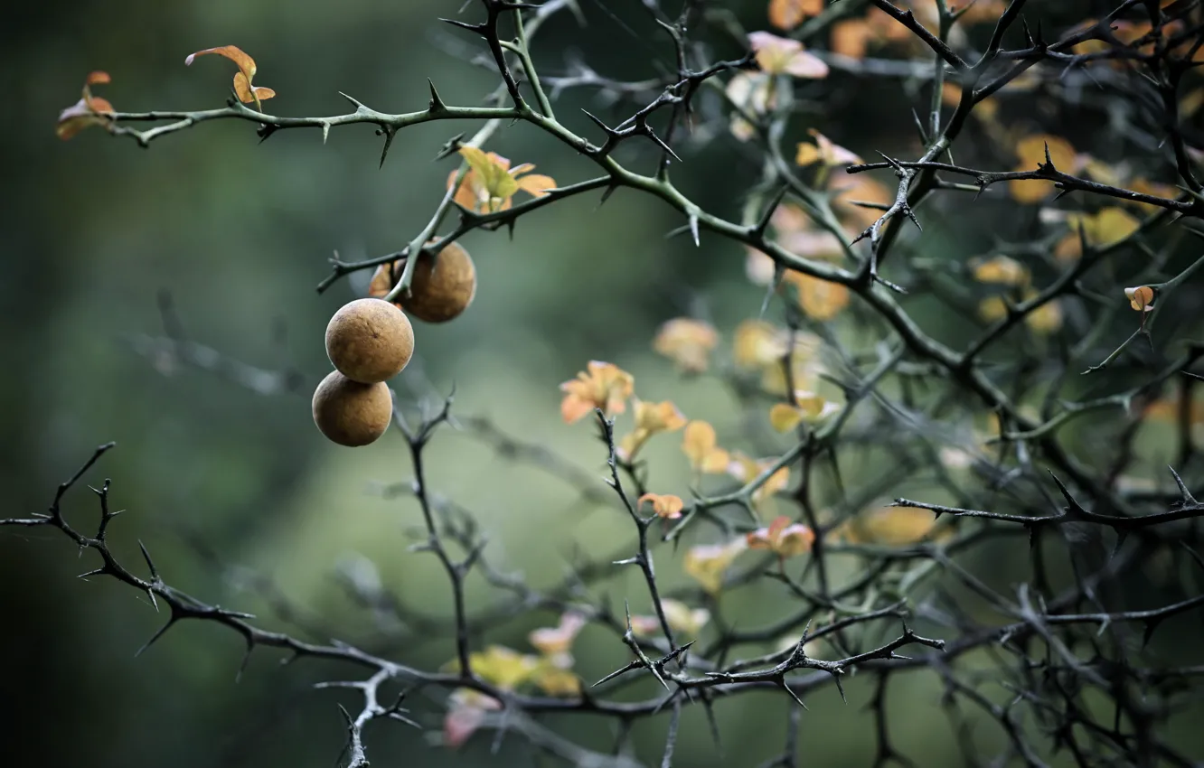 Photo wallpaper nature, background, branch