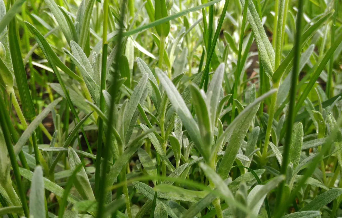 Photo wallpaper summer, grass, green