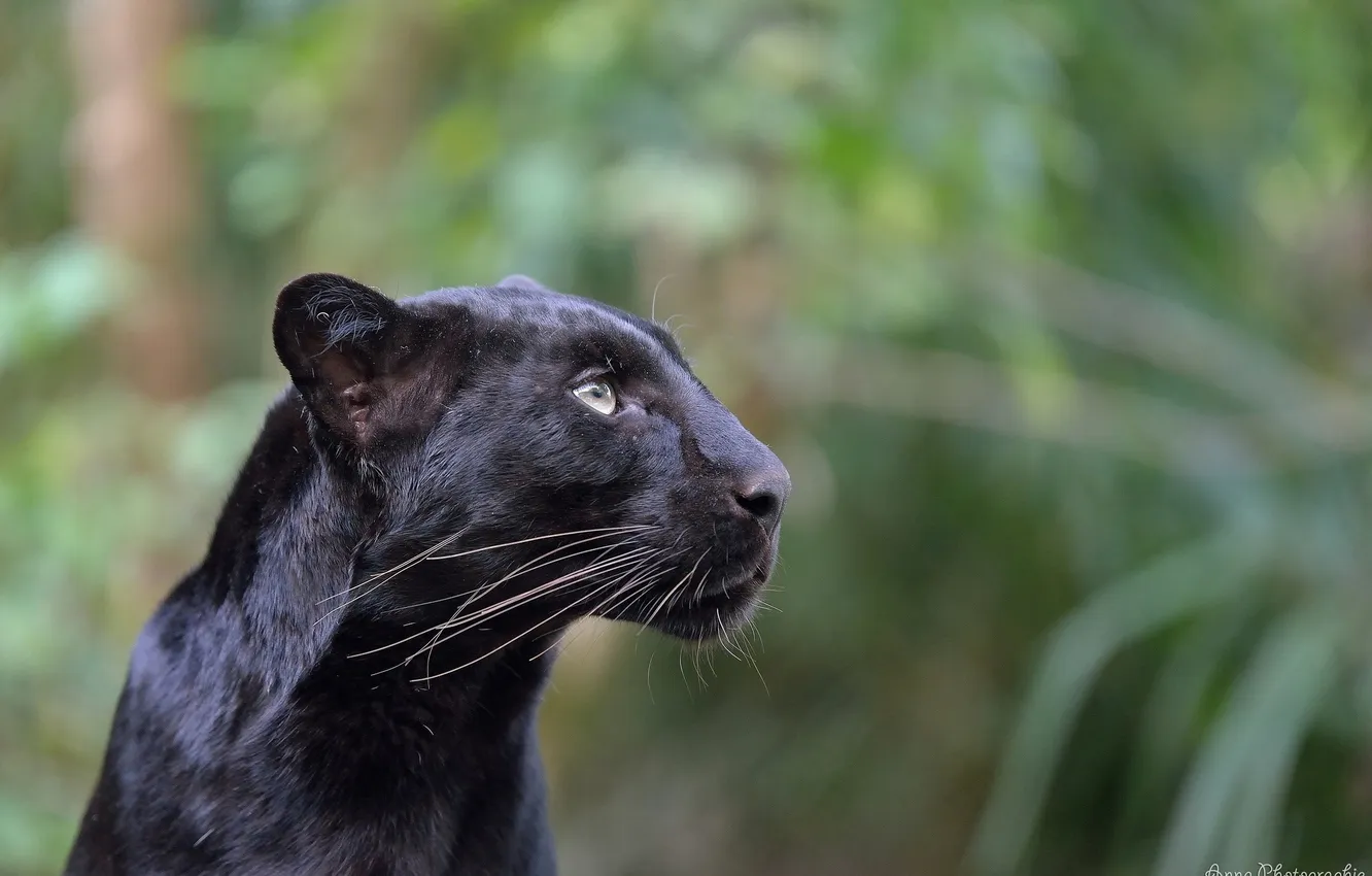 Photo wallpaper face, predator, profile, wild cat, black leopard