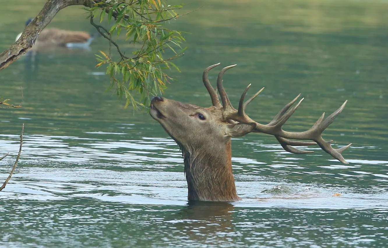 Photo wallpaper water, branches, river, deer, horns