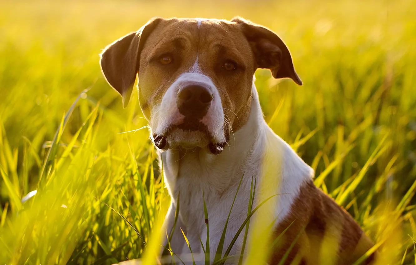 Photo wallpaper look, each, dog