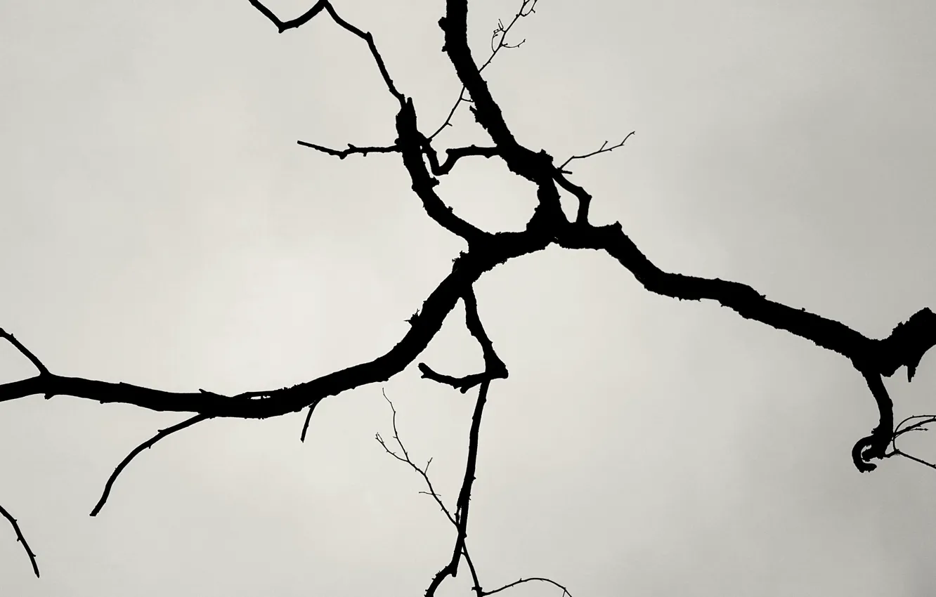 Photo wallpaper background, tree, branch