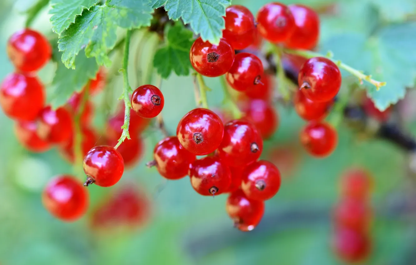 Photo wallpaper leaves, berries, branch, currants, red currant