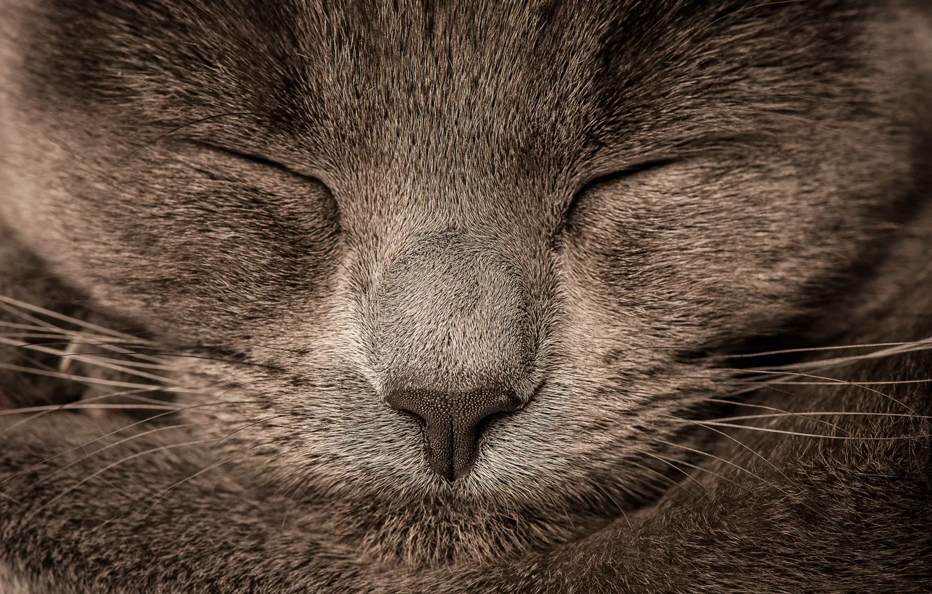 Photo wallpaper cat, Koshak, sleeping, Tomcat