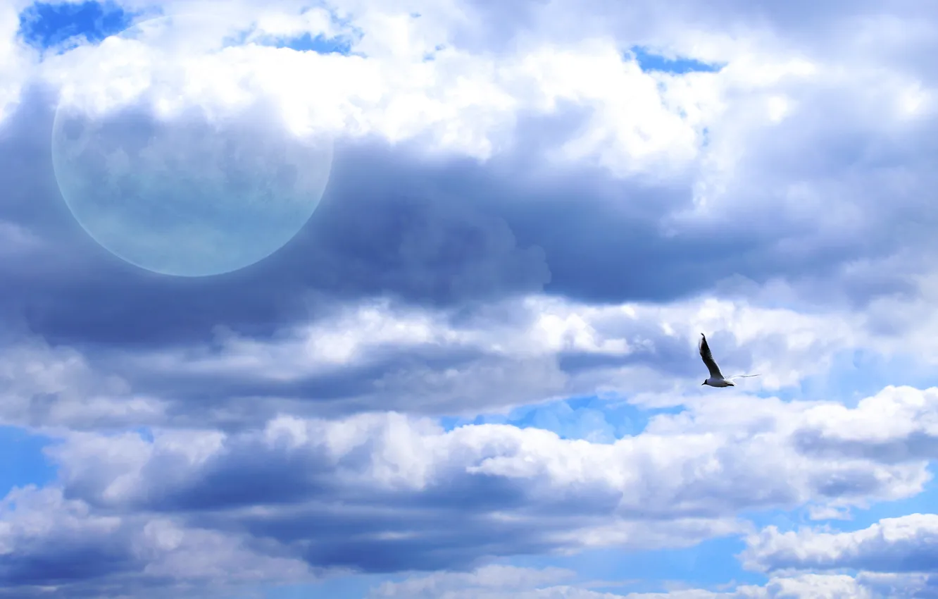 Photo wallpaper bird, the moon, The sky