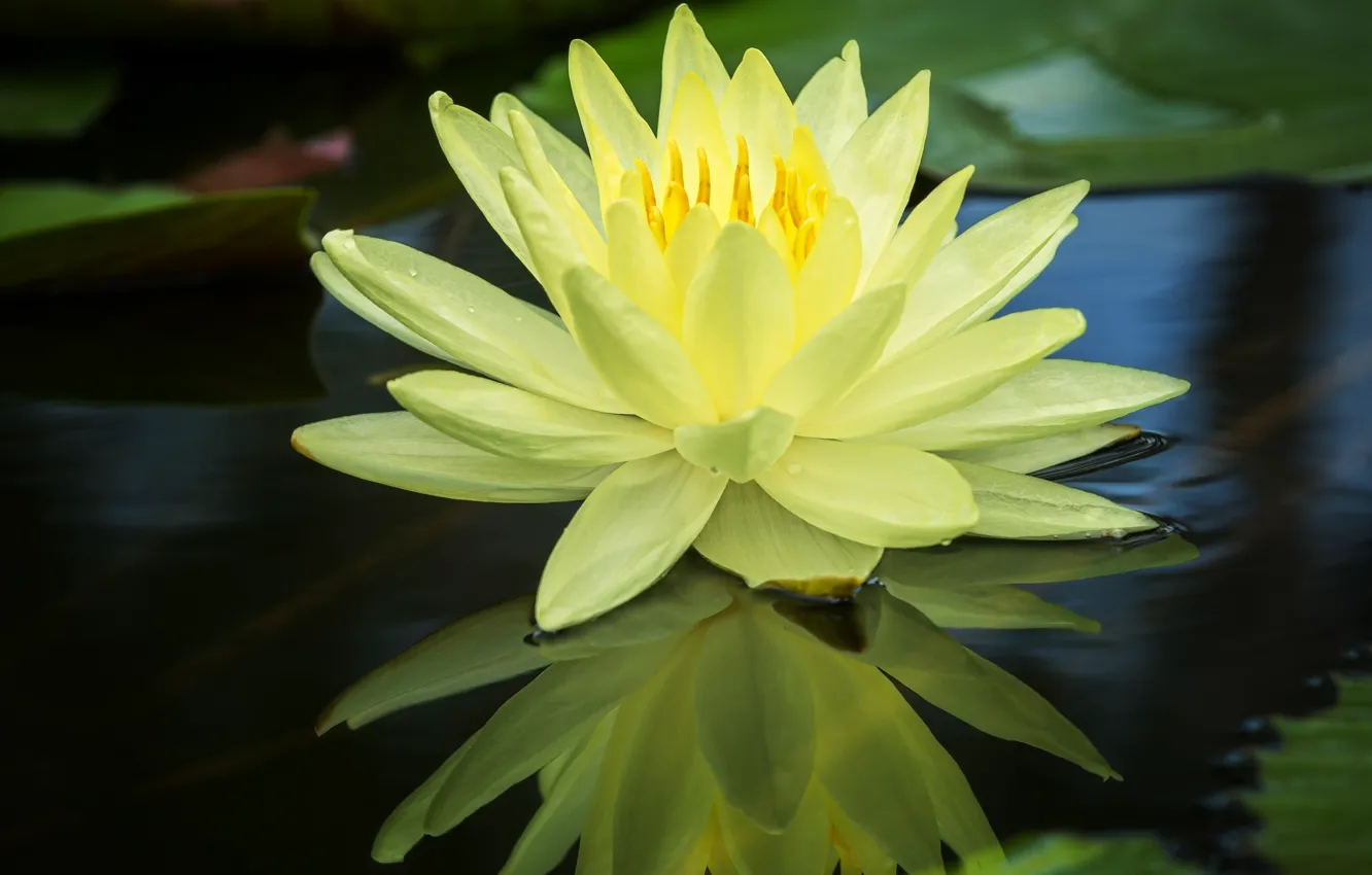 Photo wallpaper water, yellow, reflection, Nymphaeum, water Lily