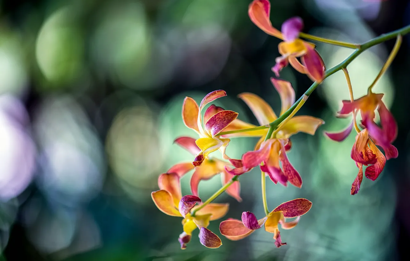 Photo wallpaper branch, exotic, Orchid