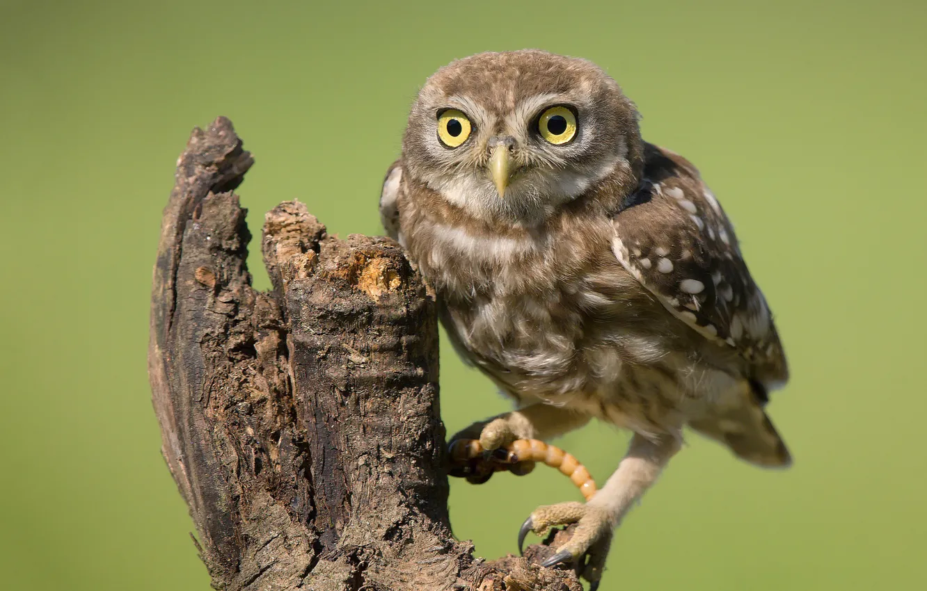 Photo wallpaper owl, bird, stump, little owl